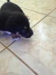 Cães