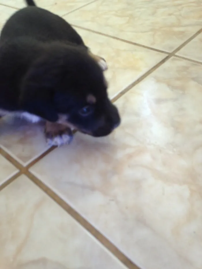 Cachorro raça Vira latas idade Abaixo de 2 meses nome Cães