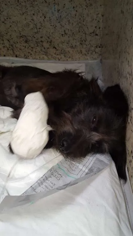 Cachorro ra a indefinida idade 3 anos nome tobi