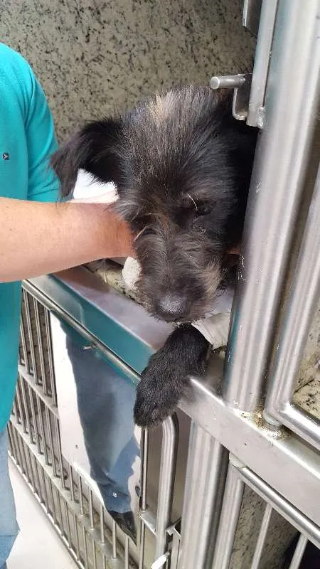 Cachorro ra a indefinida idade 3 anos nome tobi