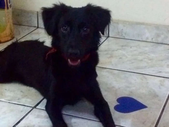 Cachorro raça Vira Lata idade 1 ano nome BELINHA