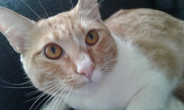 Gato ra a srd idade 1 ano nome marelo
