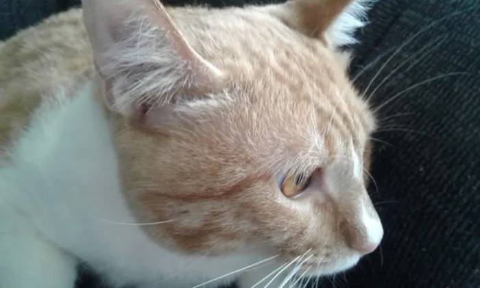 Gato ra a srd idade 1 ano nome marelo