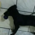 BELINHA