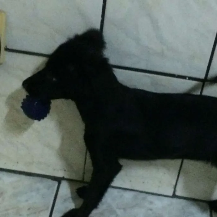 Cachorro raça Vira Lata idade 1 ano nome BELINHA