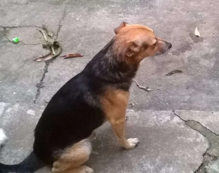 Cachorro ra a Vira-lata idade 6 ou mais anos nome Neguinho GRATIFICA