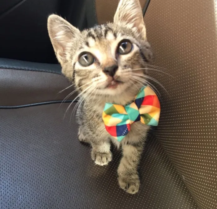 Gato ra a SRD idade 2 a 6 meses nome Atum