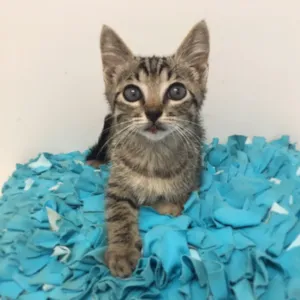 Gato raça SRD idade 2 a 6 meses nome Atum
