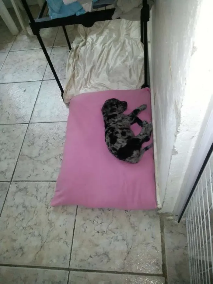 Cachorro ra a SRD idade Abaixo de 2 meses nome Ainda não tem