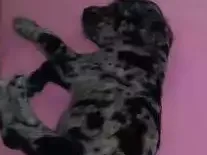 Cachorro ra a SRD idade Abaixo de 2 meses nome Ainda não tem