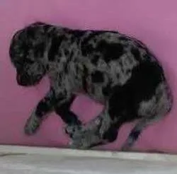 Cachorro raça SRD idade Abaixo de 2 meses nome Ainda não tem