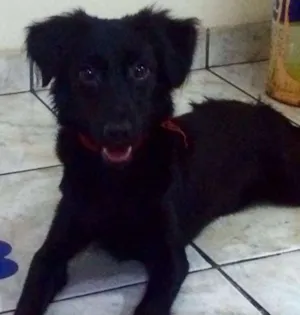 Cachorro raça Vira Lata idade 1 ano nome BELINHA