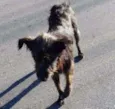 tobi