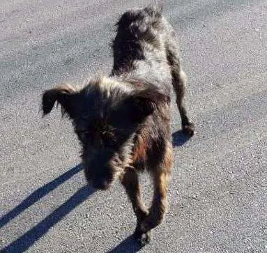 Cachorro ra a indefinida idade 3 anos nome tobi