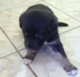 Cães