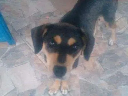 Cachorro ra a Não há idade 3 anos nome Não há