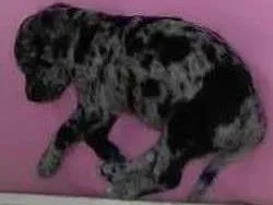 Cachorro ra a SRD idade Abaixo de 2 meses nome Ainda não tem