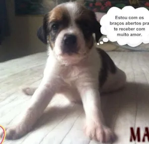 Cachorro raça SRD idade Abaixo de 2 meses nome sem nome