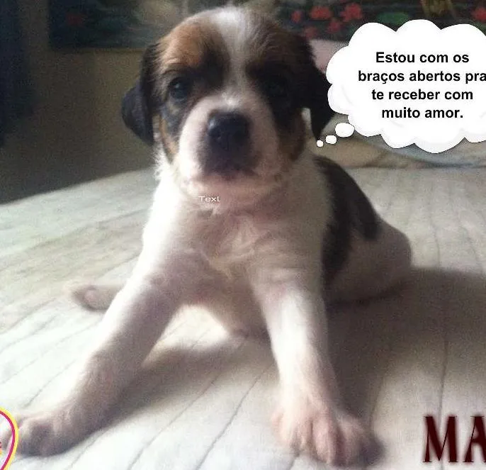 Cachorro ra a SRD idade Abaixo de 2 meses nome sem nome