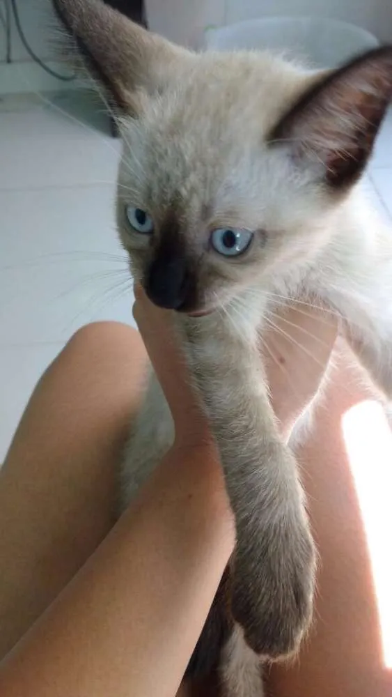 Gato ra a Siamês  idade 2 a 6 meses nome Frida