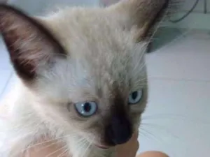 Gato raça Siamês  idade 2 a 6 meses nome Frida