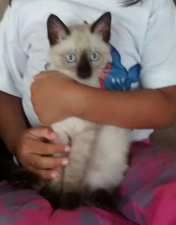 Gato ra a Siamês  idade 2 a 6 meses nome Frida