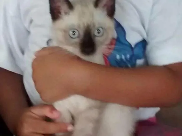 Gato ra a Siamês  idade 2 a 6 meses nome Frida