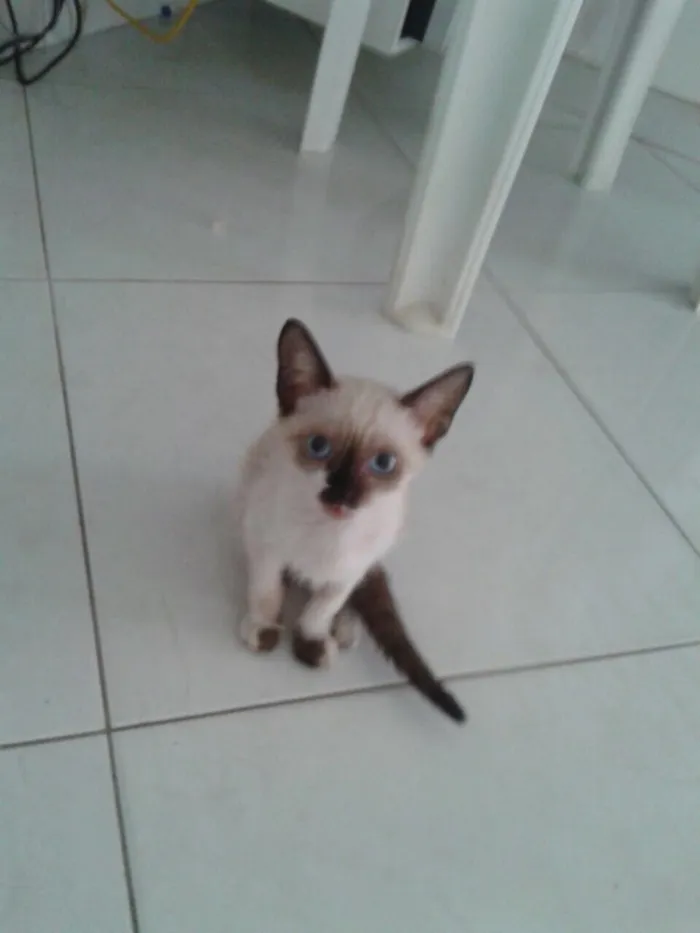 Gato ra a Cianes idade 2 a 6 meses nome Nina