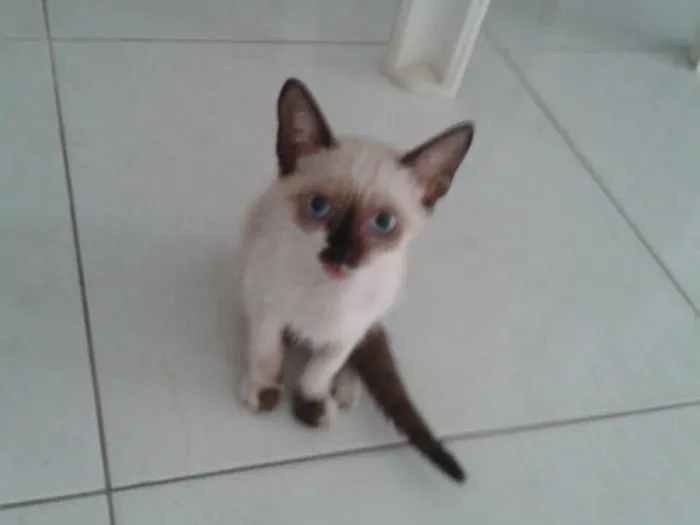 Gato ra a Cianes idade 2 a 6 meses nome Nina