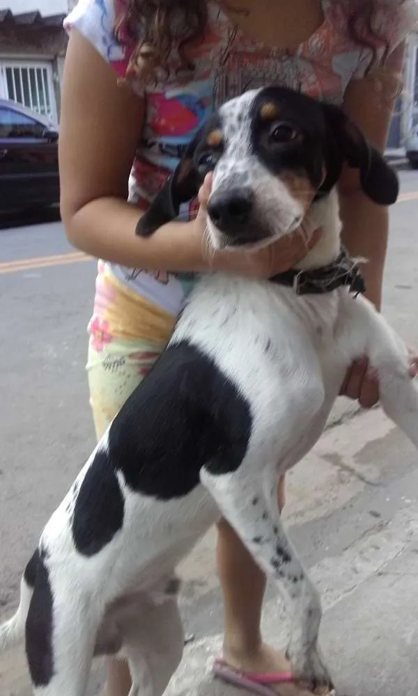 Gato ra a Srd idade 7 a 11 meses nome Sucrilhos