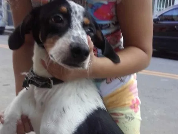 Gato ra a Srd idade 7 a 11 meses nome Sucrilhos