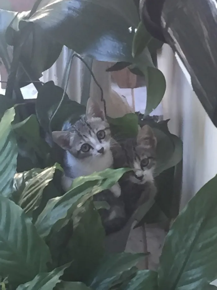 Gato ra a STD idade 2 a 6 meses nome Sem nome