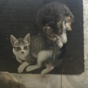 Gato raça STD idade 2 a 6 meses nome Sem nome