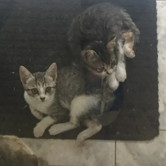 Gato ra a STD idade 2 a 6 meses nome Sem nome