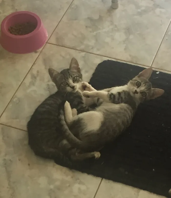 Gato ra a STD idade 2 a 6 meses nome Sem nome