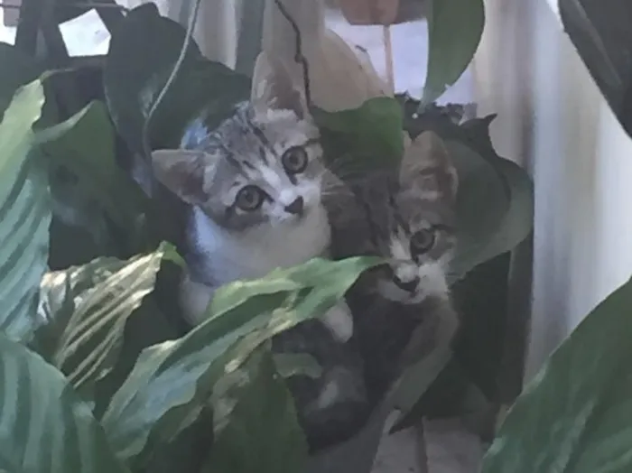 Gato ra a STD idade 2 a 6 meses nome Sem nome