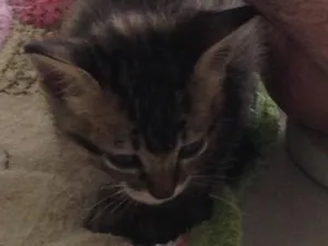 Gato raça Sem definição  idade Abaixo de 2 meses nome Sem nome