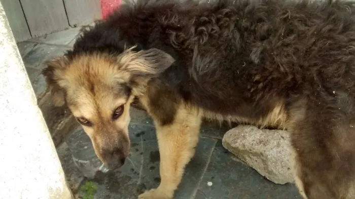 Cachorro ra a Pastor/viralata idade 2 anos nome Todi