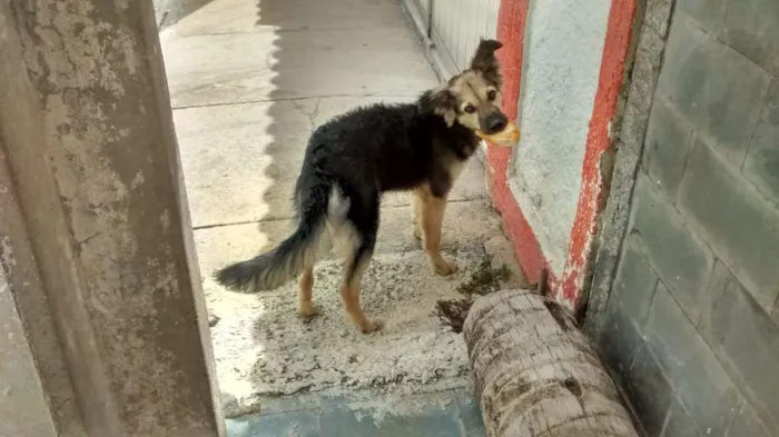 Cachorro ra a Pastor/viralata idade 2 anos nome Todi