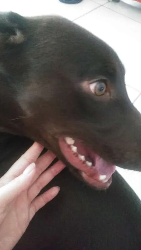 Cachorro ra a Labrador idade 7 a 11 meses nome Mel