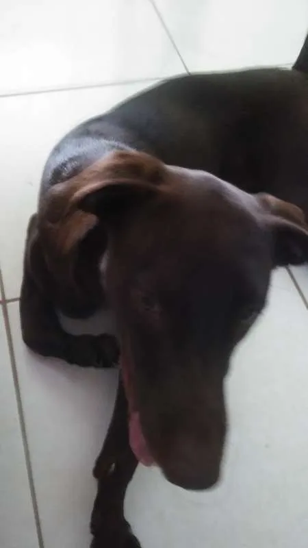 Cachorro ra a Labrador idade 7 a 11 meses nome Mel