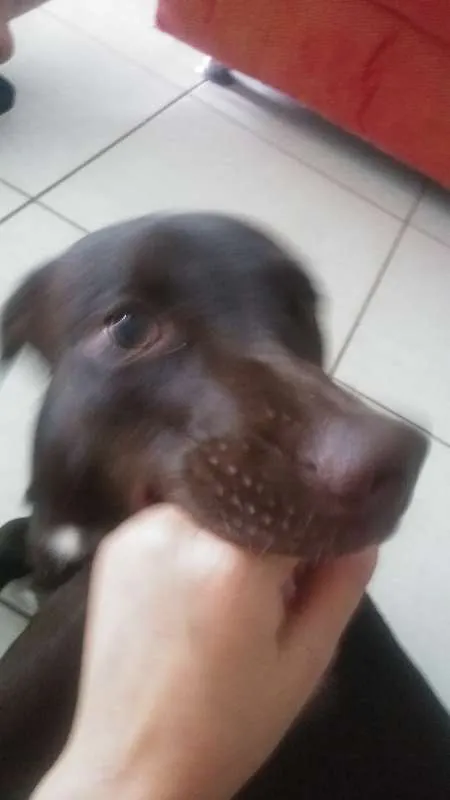 Cachorro ra a Labrador idade 7 a 11 meses nome Mel