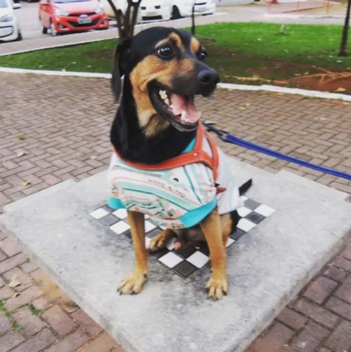 Cachorro ra a SRD idade 1 ano nome Zé