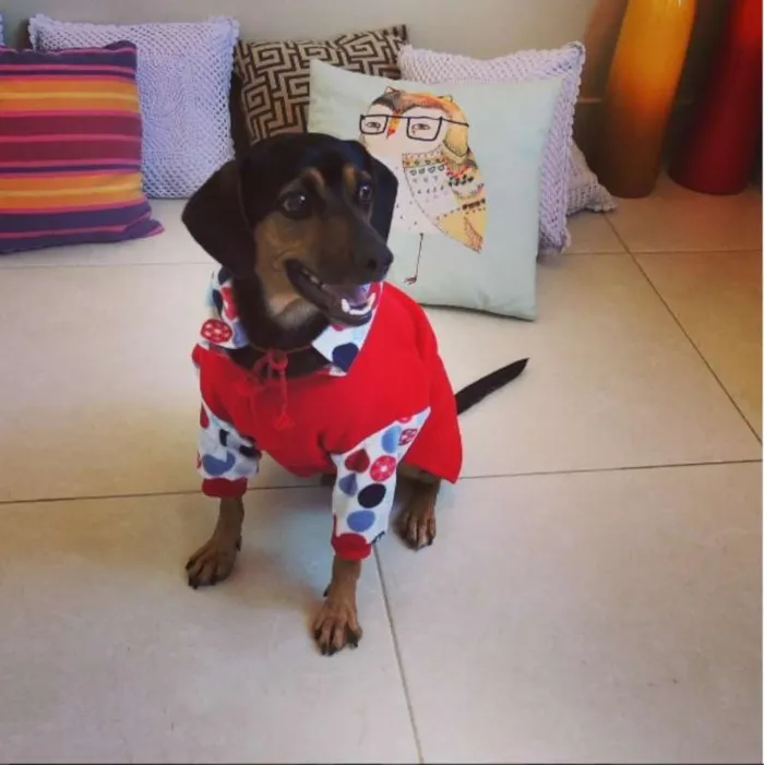 Cachorro ra a SRD idade 1 ano nome Zé