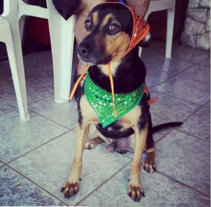 Cachorro ra a SRD idade 1 ano nome Zé
