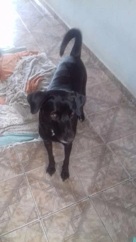 Cachorro ra a VIRA LATA idade 2 a 6 meses nome MAYCON