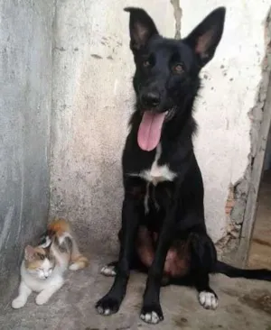 Cachorro raça Vira-lata/raciado com pastor idade 1 ano nome Preto