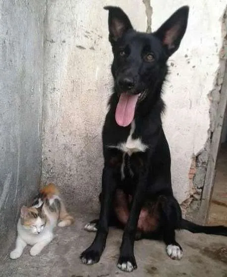 Cachorro ra a Vira-lata/raciado com pastor idade 1 ano nome Preto
