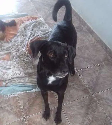 Cachorro ra a VIRA LATA idade 2 a 6 meses nome MAYCON