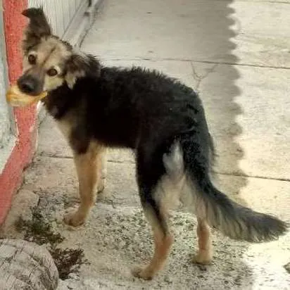 Cachorro ra a Pastor/viralata idade 2 anos nome Todi